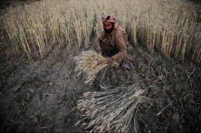 Pakistan'da buğday hasadı 6