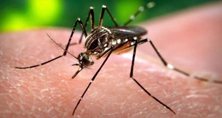 Sağlık Bakanlığından Zika virüsü broşürü