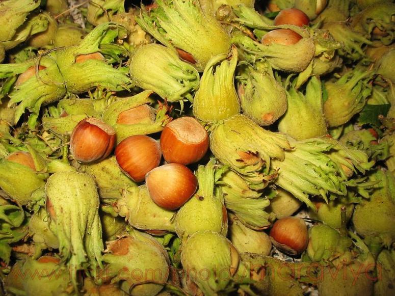 Fındıkların donma riski kalkıyor