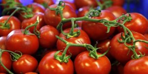 Rusya, Türkiye'den gelen domatesleri imha etti
