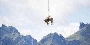 İsviçre Alplerinde yaralanan inek helikopterle taşındı