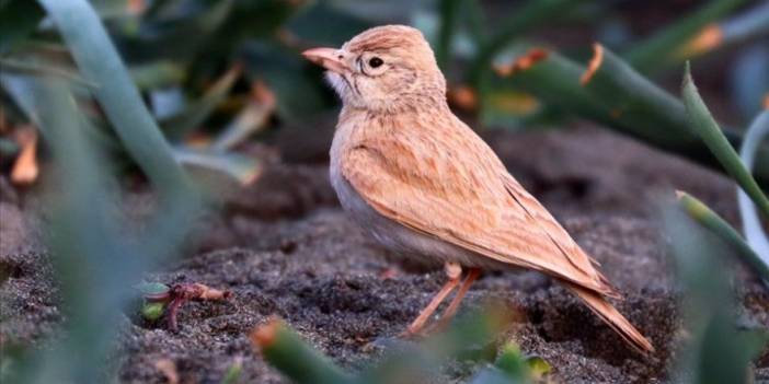 Arabistan toygarı türü kuş, Türkiye'de ilk kez gözlemlendi